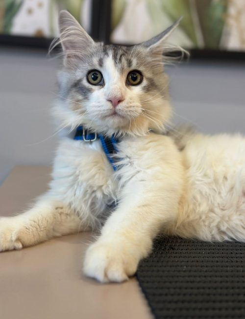 2d10cdb4-3b50-4ebf-8ed1-e5543d5a41d3